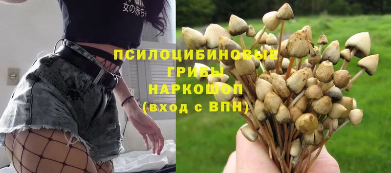 omg ссылки  Котельнич  Галлюциногенные грибы Cubensis 